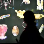 oceans plongé insolite